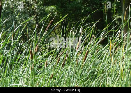 Typha angustifolia, Lesser bulrush Stock Photo