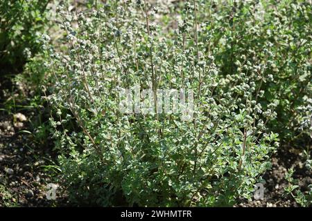 Majorana hortensis, Marjoram Stock Photo