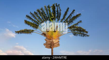 Ravenala palm, traveler tree symbol of Madagascar Stock Photo