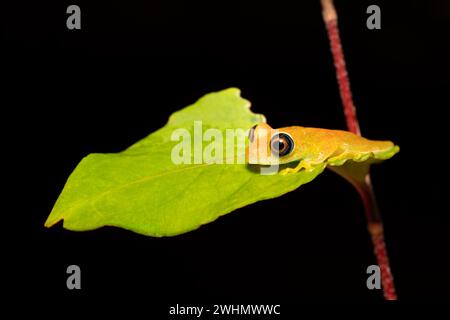 Green Bright-Eyed Frog, Boophis Viridis, Andasibe-Mantadia National Park, Madagascar wildlife Stock Photo