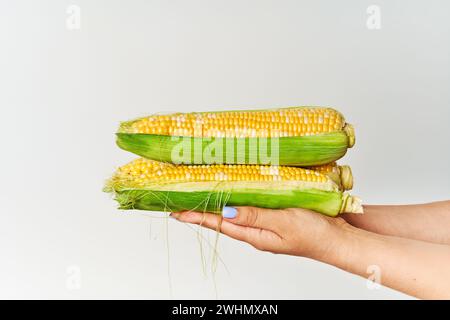 Fresh corn ears in woman hands over white background Stock Photo