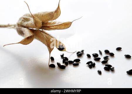 Columbine, seed pod Stock Photo