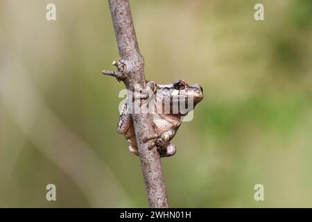 Gray tree frog (Dryophytes versicolor) on a branch, Iowa, USA Stock Photo
