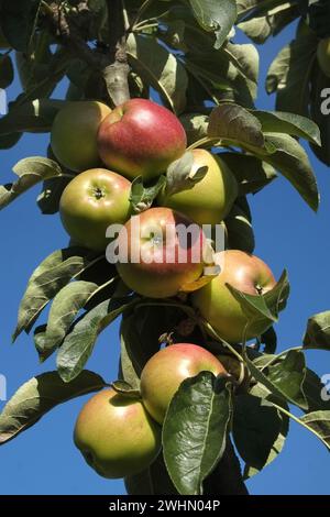 Ripe apples on a tree Stock Photo