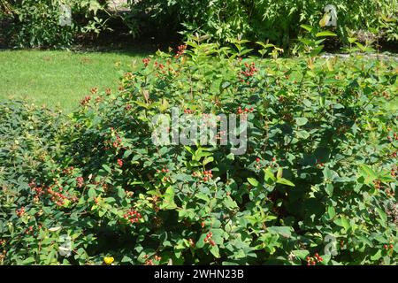 Hypericum androsaemum, shrubby St. Johns wort Stock Photo