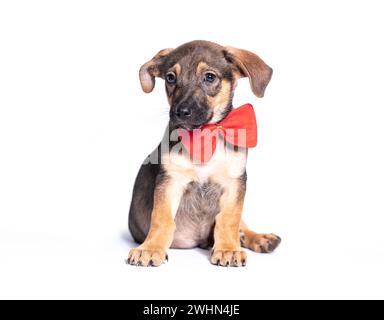 Mongrel puppy with a big red bow on his neck sitting on a white background Stock Photo
