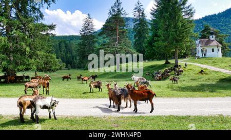 Herd of goats in front of the Maria KÃ¶nig chapel on Lake Lautersee Stock Photo