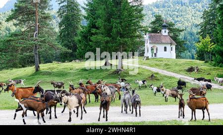 Herd of goats in front of the Maria KÃ¶nig chapel on Lake Lautersee Stock Photo