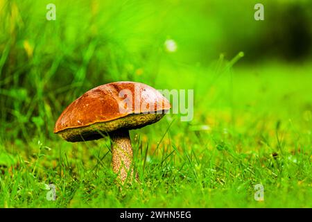 Mushroom in the grass. birch bolete, Leccinum scabrum in a meadow Garden. The Birch bolete Stock Photo