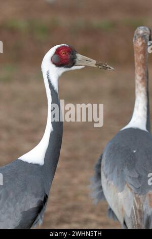 White-naped Cranes (Grus vipio), portrait in afternoon sunshine, Arasaki, Izumi City, Kyushu, Japan 02 Feb 2024 Stock Photo