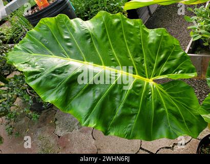 A large green leaf and yellow veins of Alocasia Lutea, a rare tropical plant Stock Photo