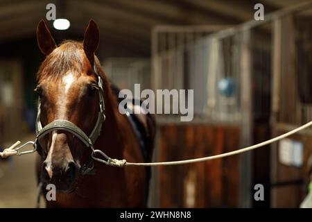 Head of horse looking over the doors in the stable Stock Photo