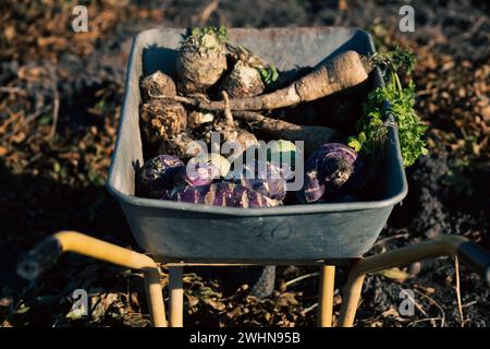 Parsnips  kohlrabi celery in a dray in autumn field Stock Photo