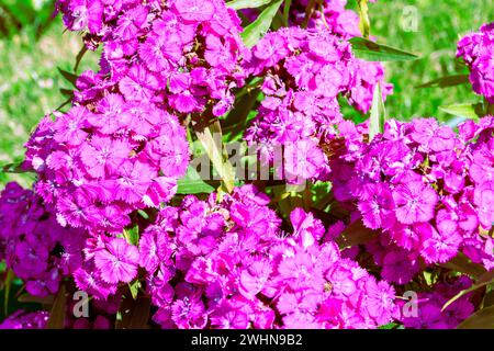 bright pink perennial Turkish carnation flowers with serrated velvety petals, selective focus Stock Photo