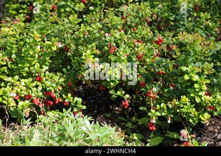 Vaccinium vitis-idea, lingonberry Stock Photo