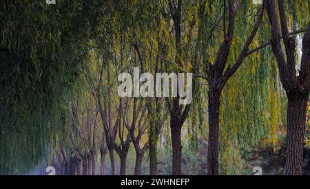 A row of willow trees in autumn, Beijing, China Stock Photo