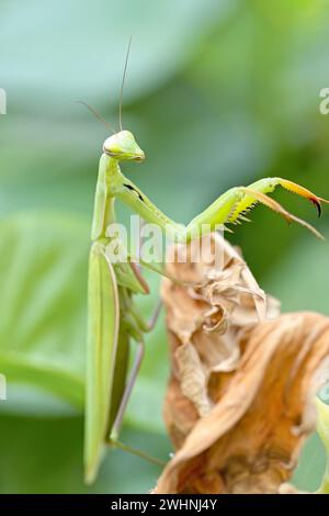 Praying mantis on side of dried leave. Stock Photo