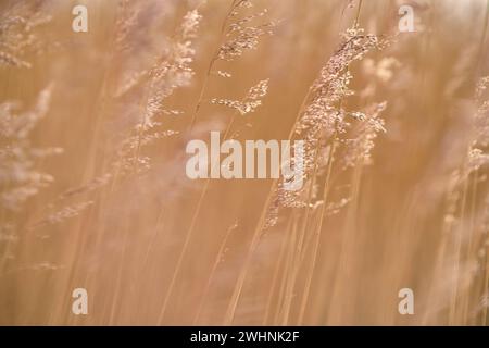 Golden reed background Stock Photo