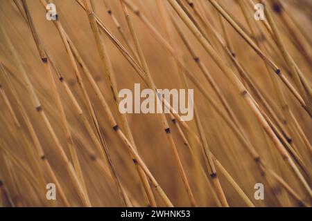 Reed Background Closeup Stock Photo
