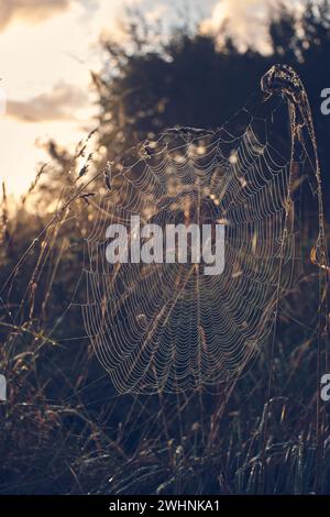 Large cobweb covered in dew Stock Photo