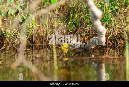 An American Bullfrog Sitting in the Shallows Stock Photo