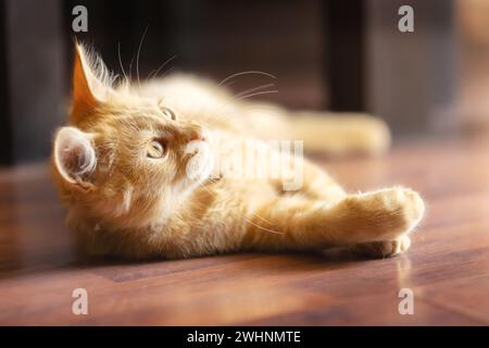 Portrait of Playful Ginger looking, raising up paw Stock Photo