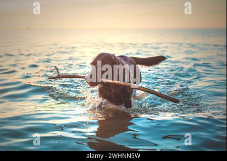 Dog fetching stick from the ocean Stock Photo