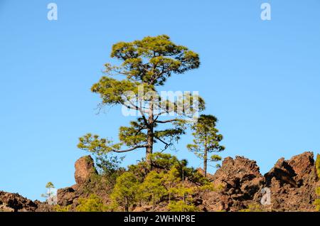 Forest In Teide National Park Tenerife Stock Photo