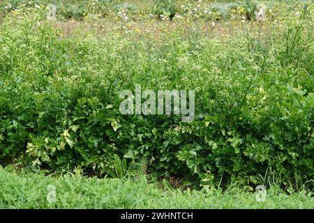 Apium graveolens, celery Stock Photo