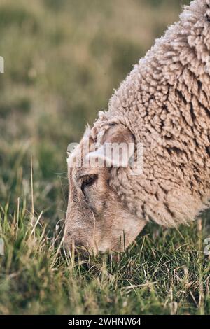 Grazing Sheep in close up Stock Photo