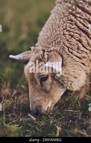 Sheep eating grass close up Stock Photo