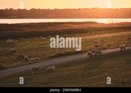 Sheep grazing on dike in Schleswig-Holstein, Germany Stock Photo