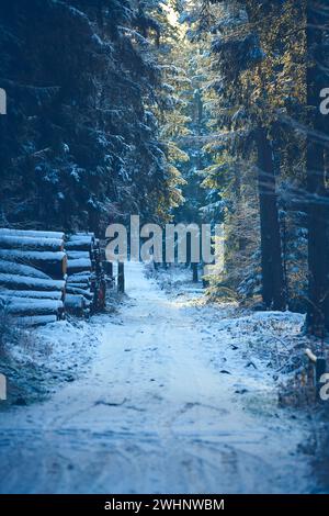Pathway through snowy woods in Germany Stock Photo