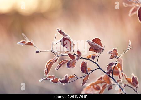 Dry leaves covered in frost on sunny morning Stock Photo