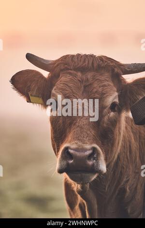 Detail Of A Brown And White Cows Face, Specifically Focused On The Eye 