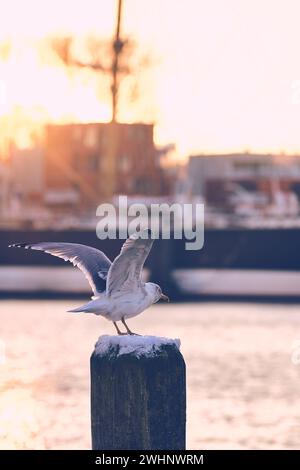 Seagull in morning sun getting ready to fly off Stock Photo