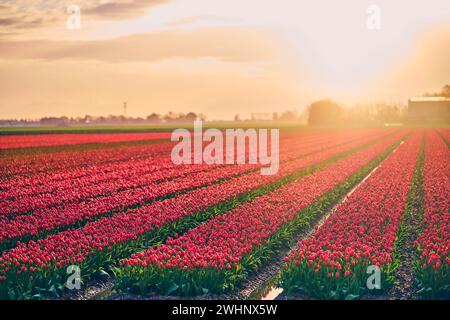 Blossoming tulips at sunrise in the Netherlands Stock Photo
