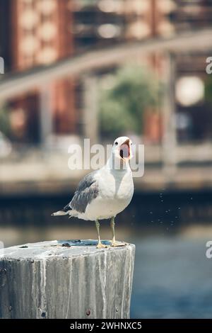 Seagull on pole screaming Stock Photo