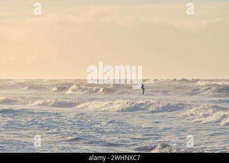 Seagull flying over big waves in sunset Stock Photo