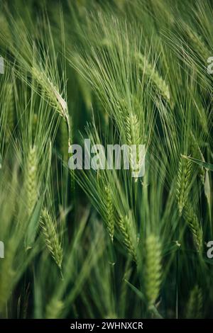 Barley Crops close up detail Stock Photo