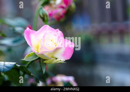 Isolated of yellow rose with pink edges in garden. Gorgeous vibrant Yellow Pink Two Tone Rose In The garden Stock Photo