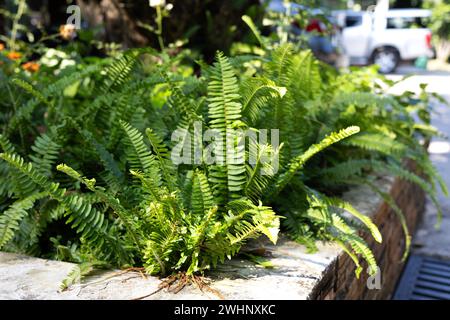 Rows of fern in a long pot growing up onto terracotta colored bricks and blocks Stock Photo
