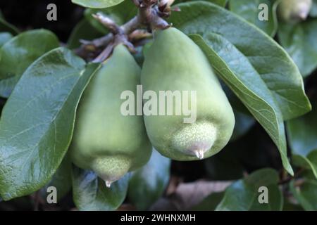 Ficus repens, weeping fig Stock Photo