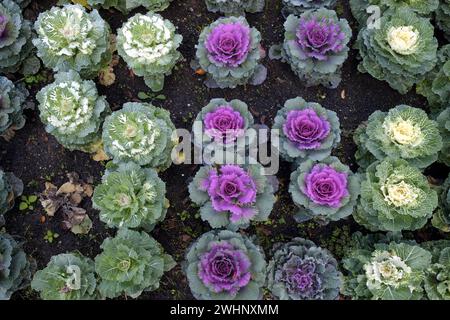 Cabbage, ornamental cabbage, kale cabbage Stock Photo