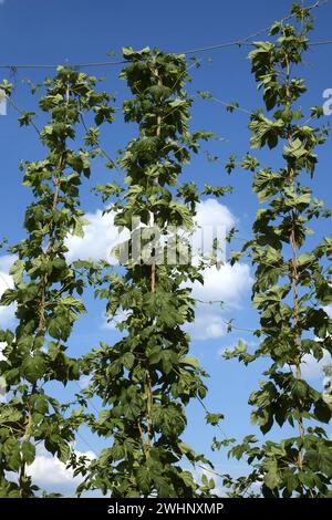 Hops, hop cultivation in Spalt, Bavaria, Germany Stock Photo