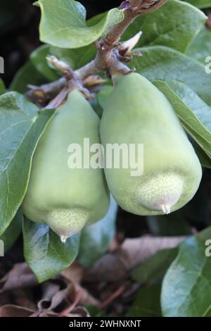 Weeping fig, ficus repens Stock Photo