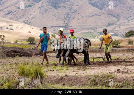 A farmer cultivates a field with the help of zebu cattle, which have been used for agriculture in Madagascar for centuries. Stock Photo