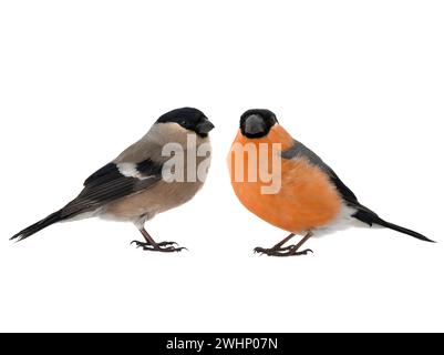 male and female bullfinch on a white background Stock Photo