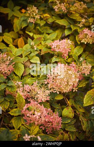 Hydrangea Arborescens or Smooth Hydrangea, flowers in autumn park. Stock Photo