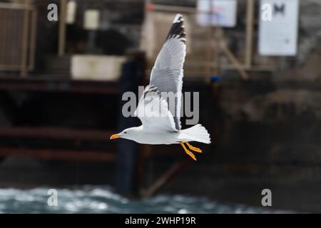 Seagull in volcanic landscape on the island of Stromboli Stock Photo